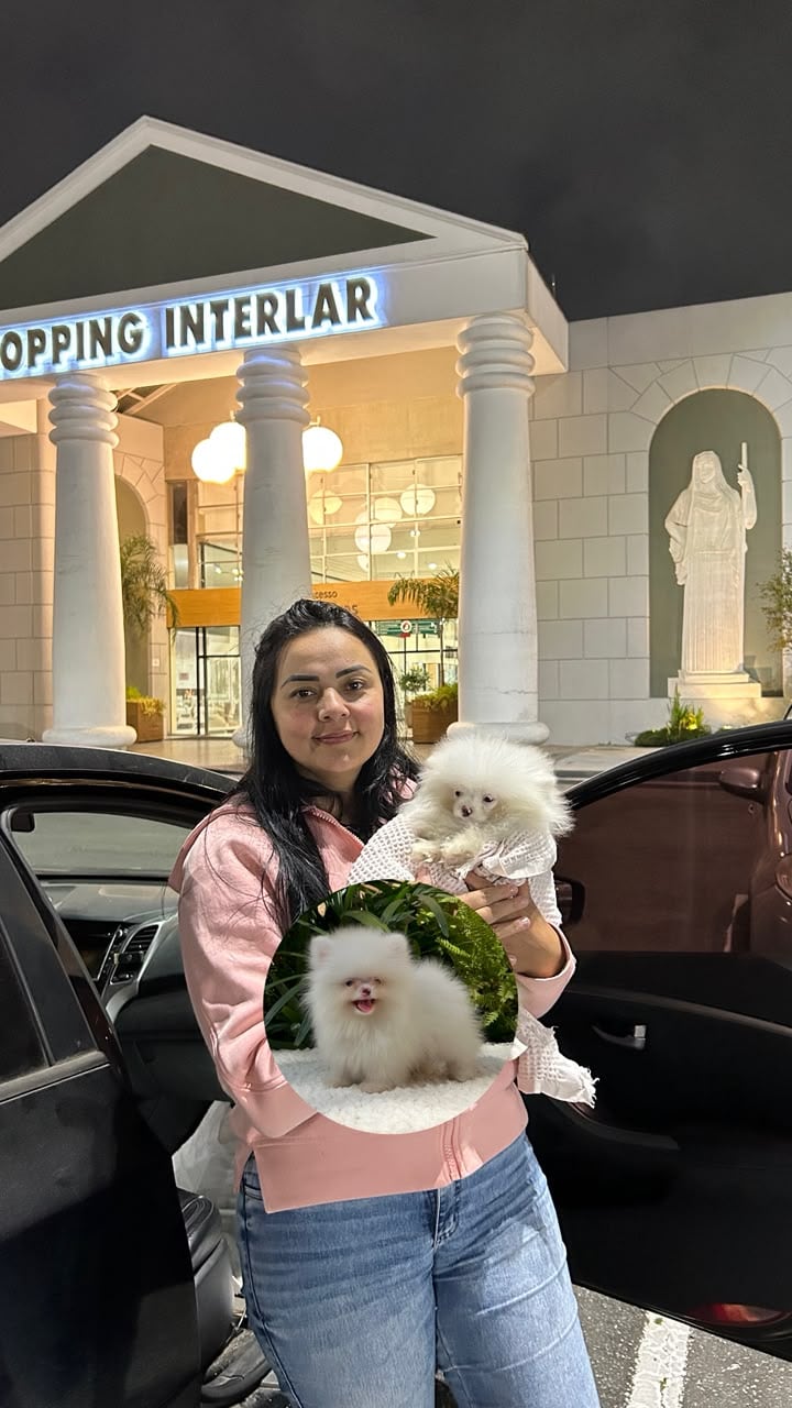 Tutora segurando um filhote de Lulu da Pomerânia branco no dia da entrega