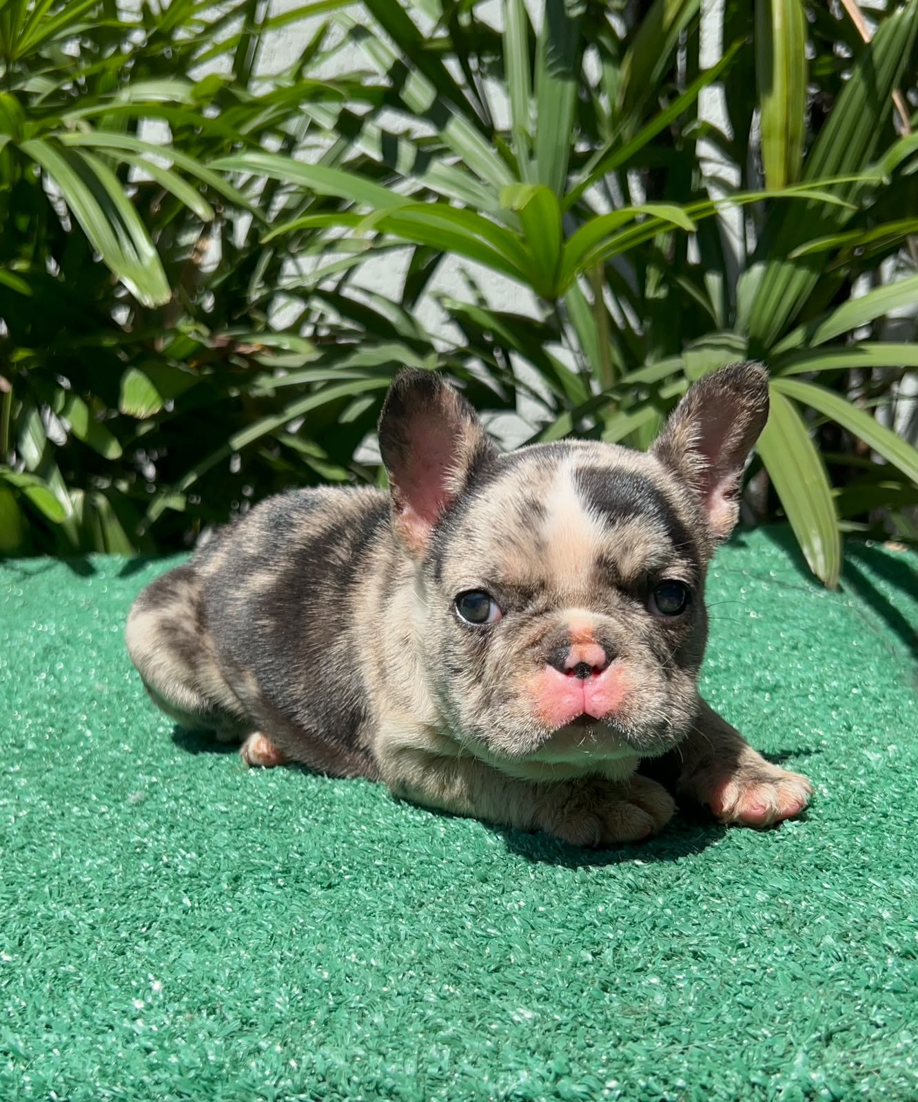 Luke, filhote de Bulldog Francês black merle, deitado sobre grama sintética