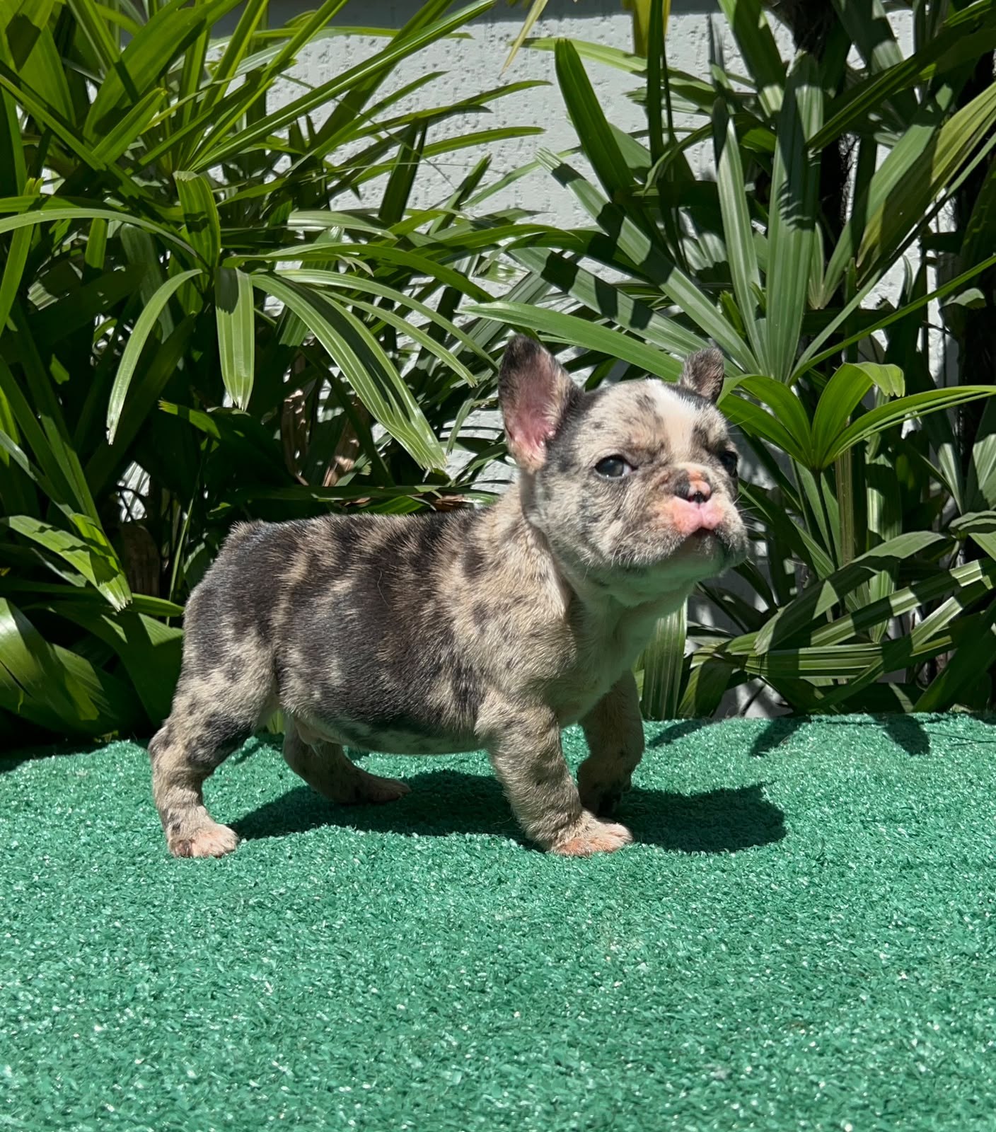Luke, Bulldog Francês black merle, de perfil em frente às plantas