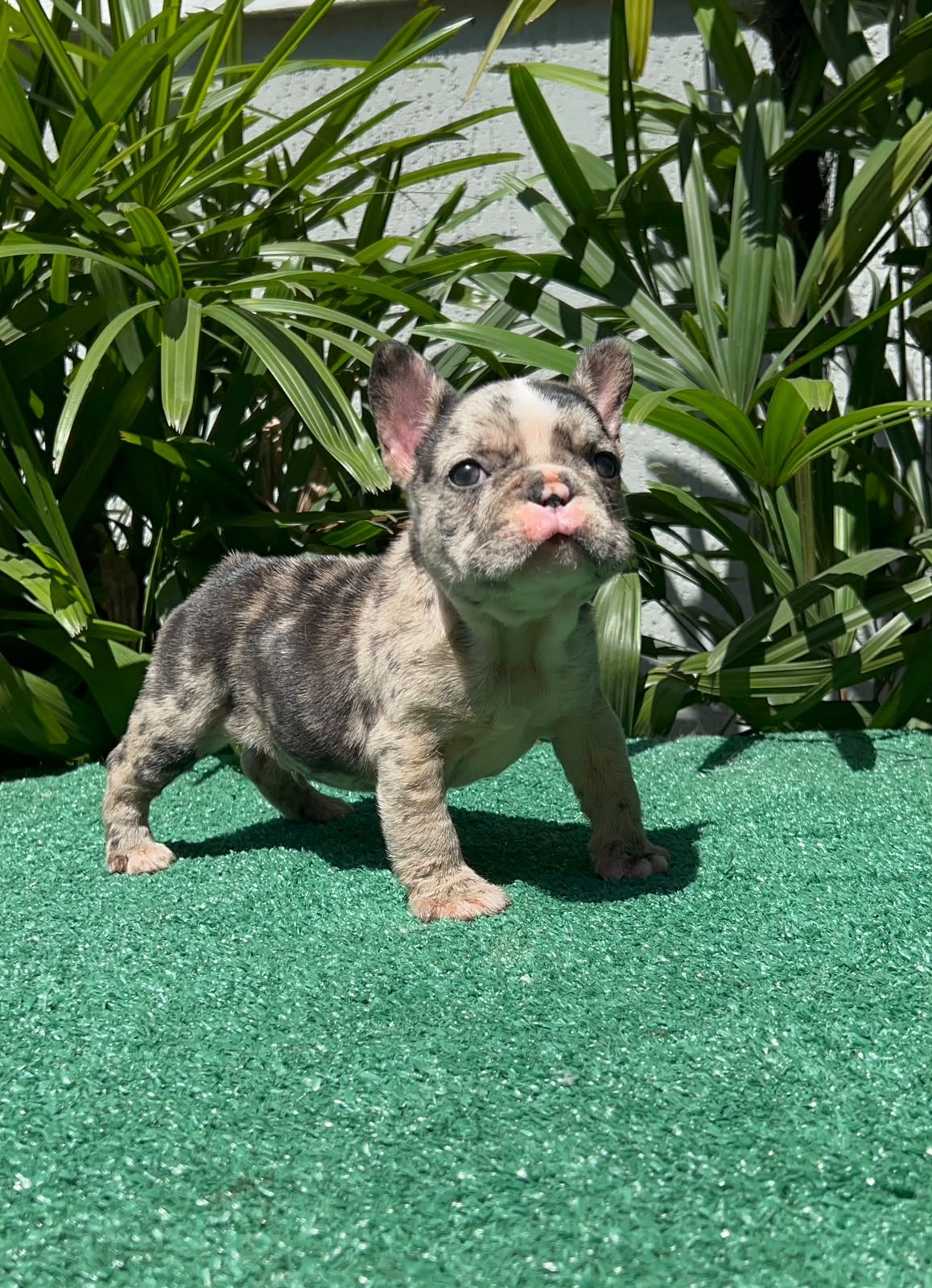 Filhote de Bulldog Francês black merle olhando para a câmera