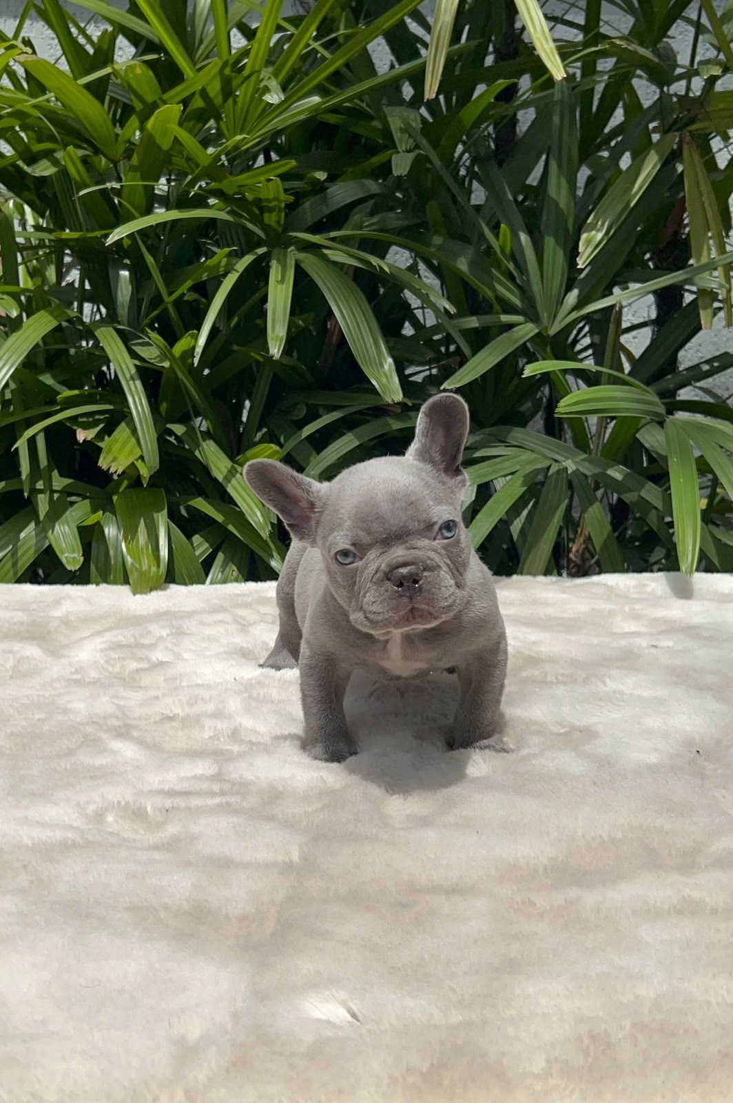 Max, Bulldog Francês lilac, de frente sobre manta branca