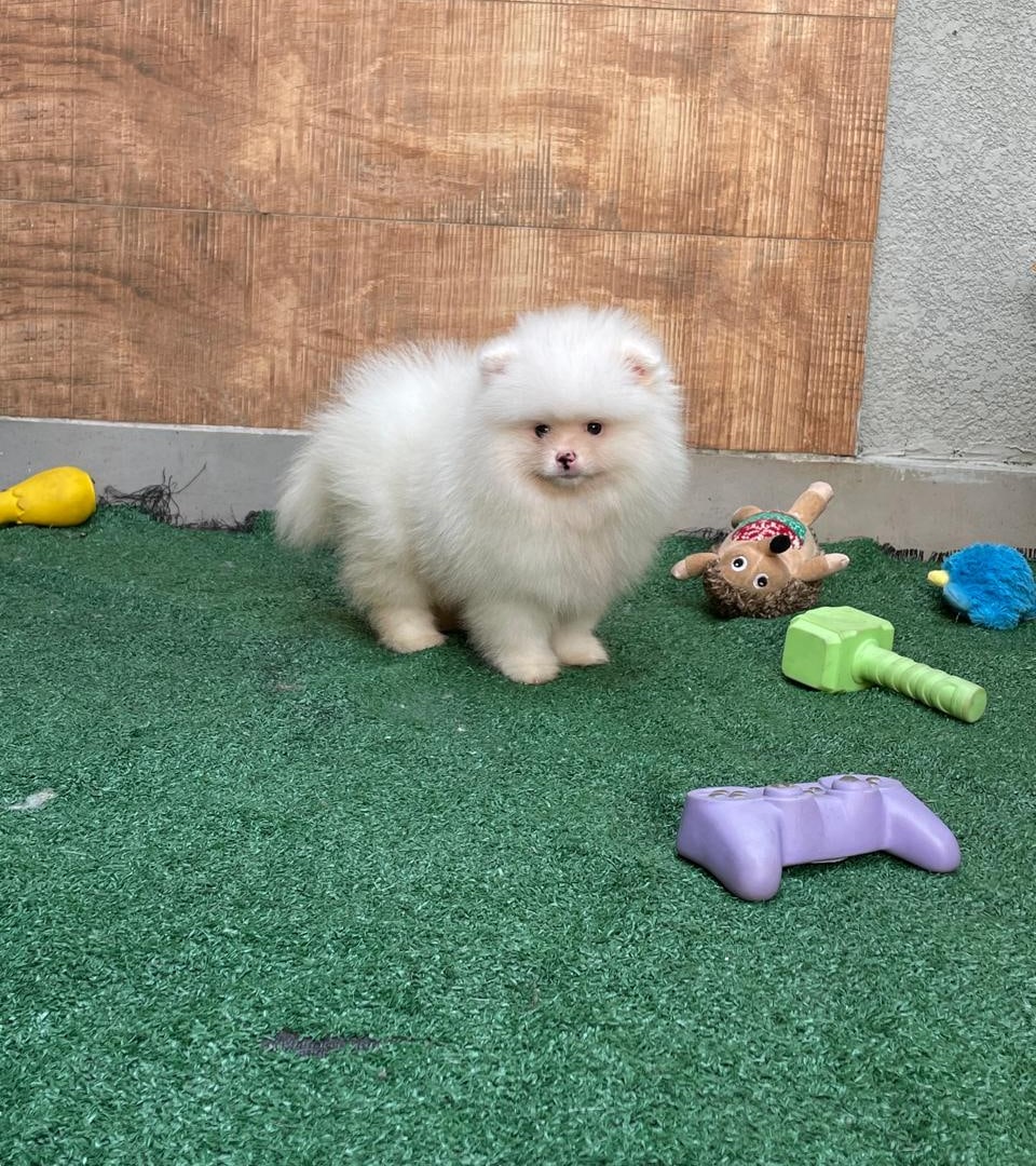 Bob, filhote de Lulu da Pomerânia creme do Canil Kessy Sarameg